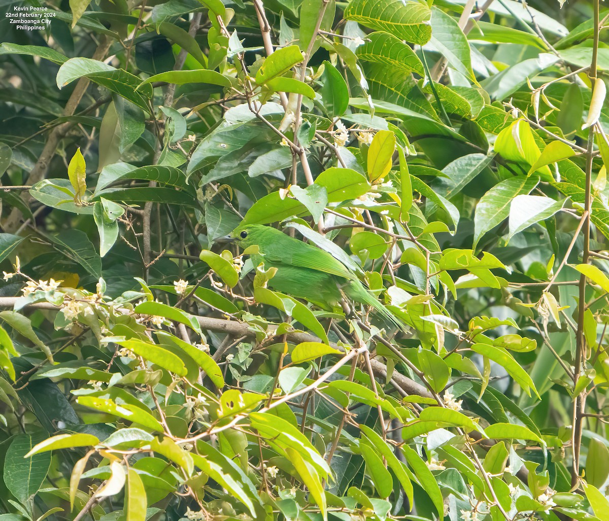 Philippine Leafbird - ML615187184