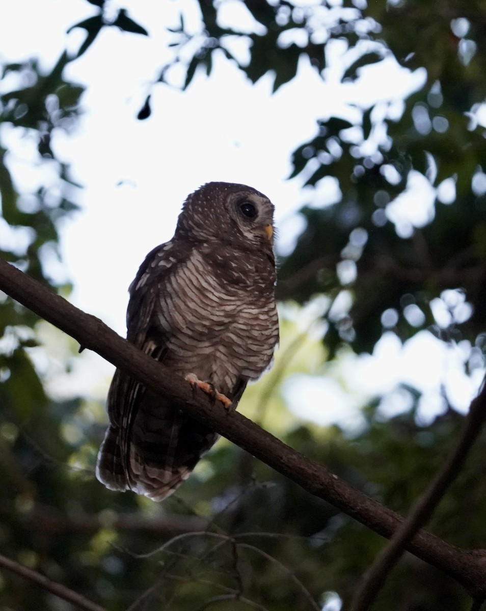 African Wood-Owl - ML615187262