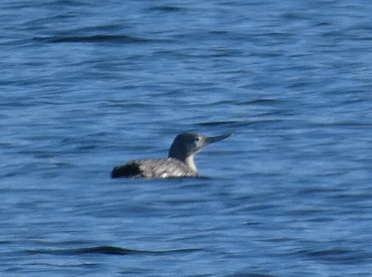 Red-throated Loon - ML615187346