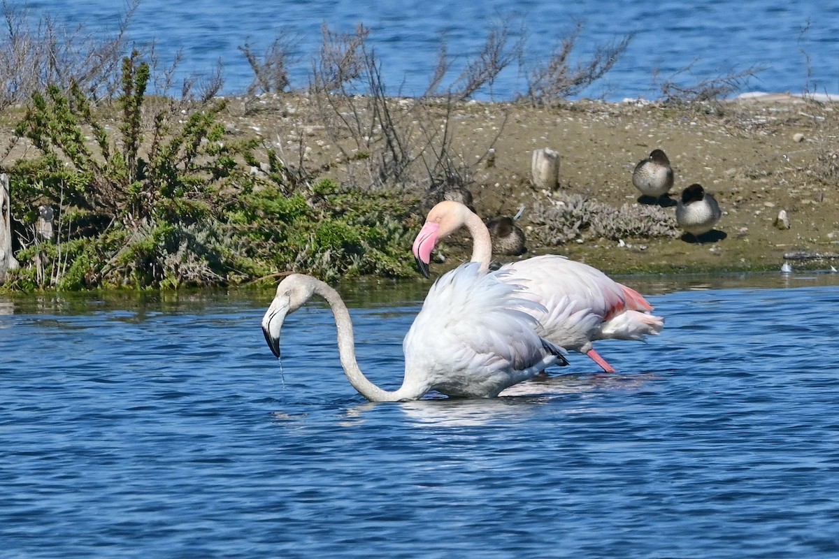 Greater Flamingo - ML615187379