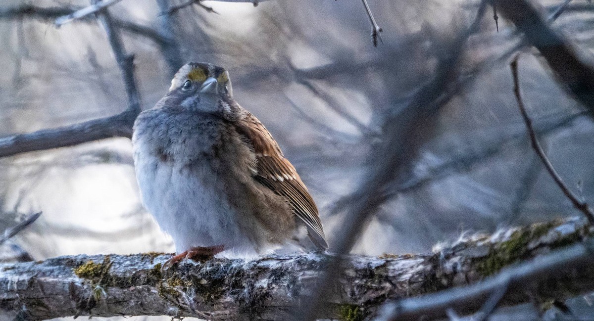 White-throated Sparrow - ML615187918