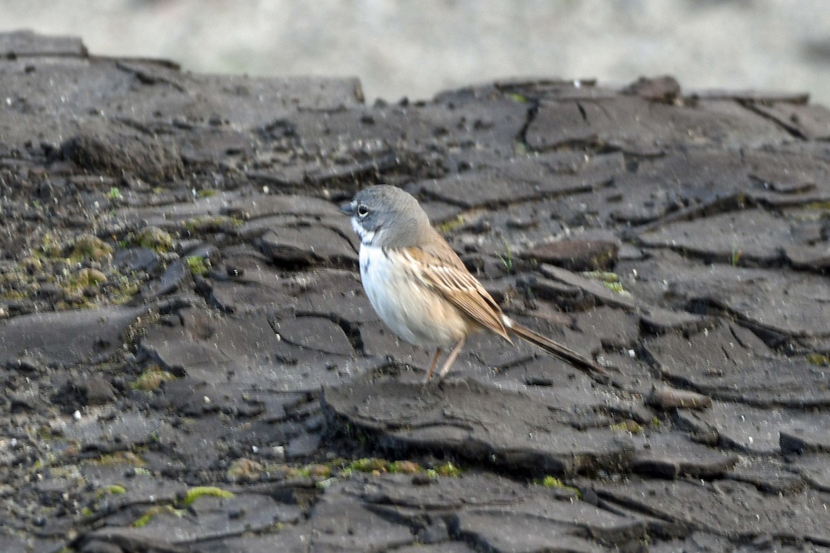 Bell's Sparrow (canescens) - ML615187931