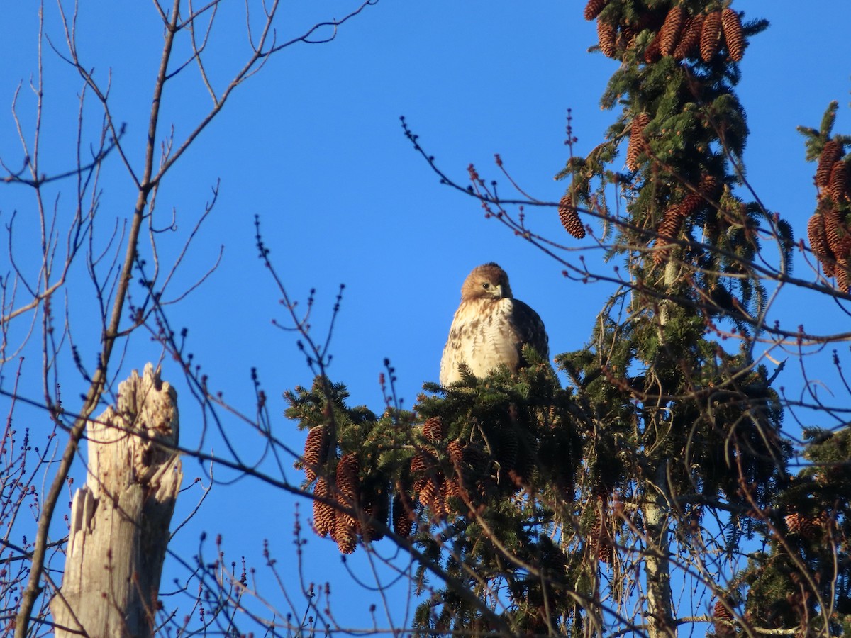 Red-tailed Hawk - ML615187973