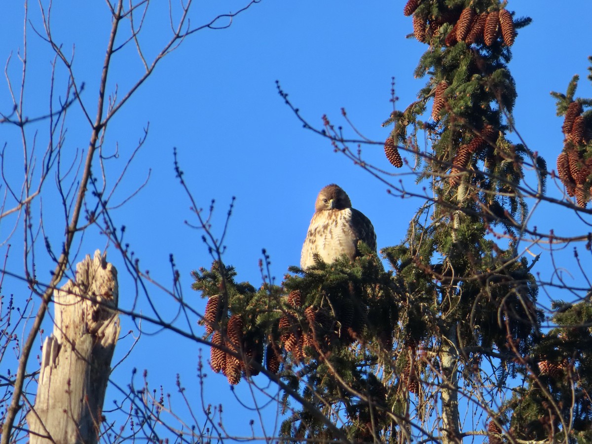 Red-tailed Hawk - ML615187981