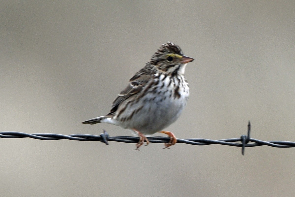 Savannah Sparrow - ML615188000