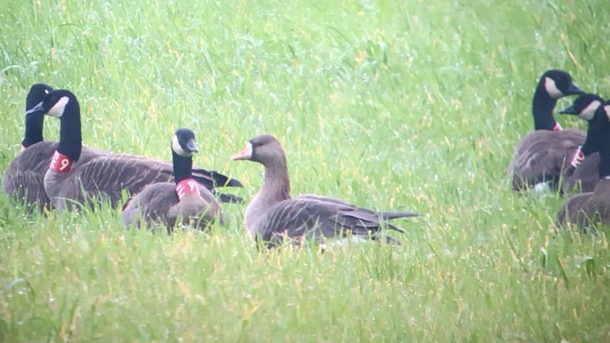 Greater White-fronted Goose - ML615188118