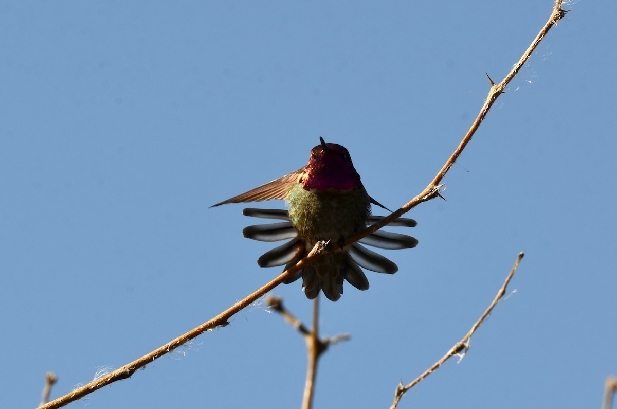 Anna's Hummingbird - Chad Pumpelly