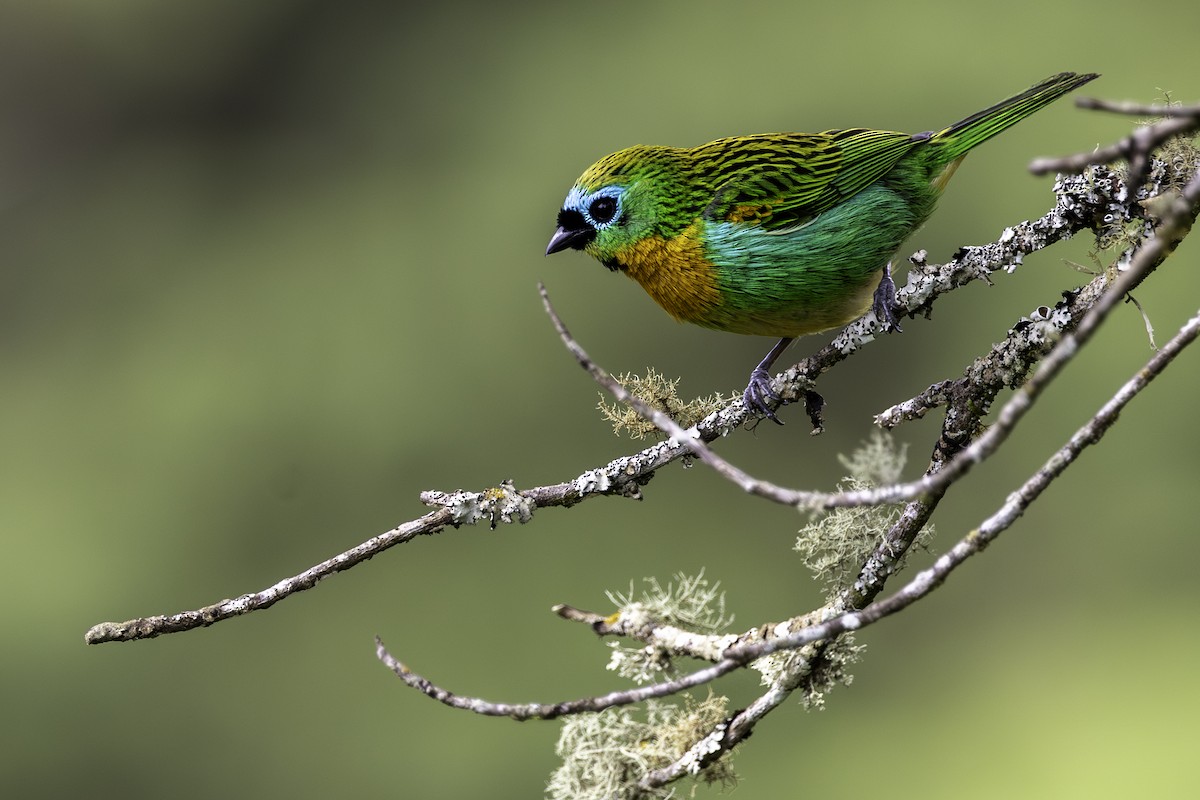 Brassy-breasted Tanager - ML615188301
