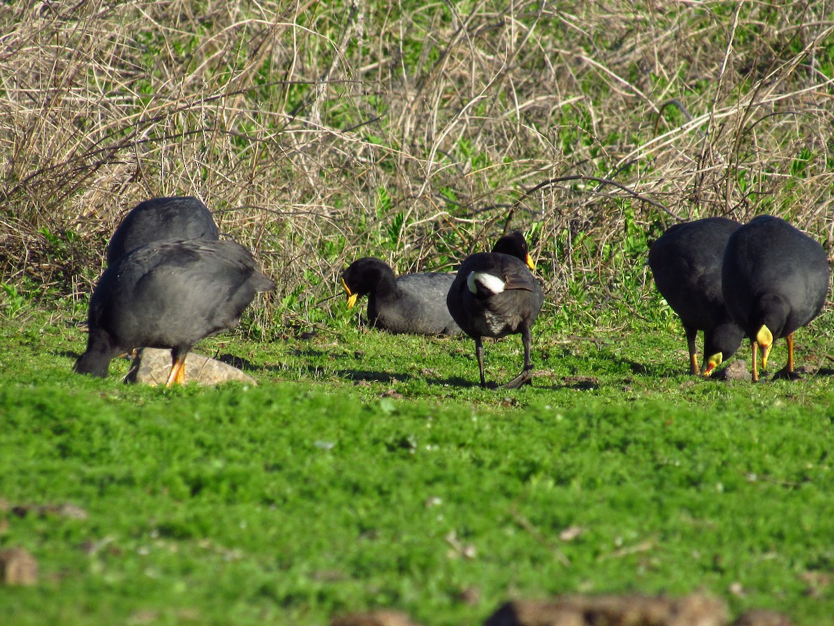 Red-fronted Coot - ML615188435