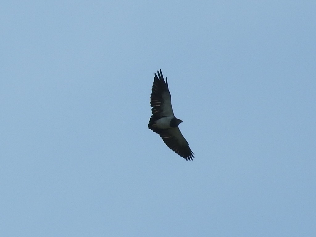 Black-chested Buzzard-Eagle - ML615188445