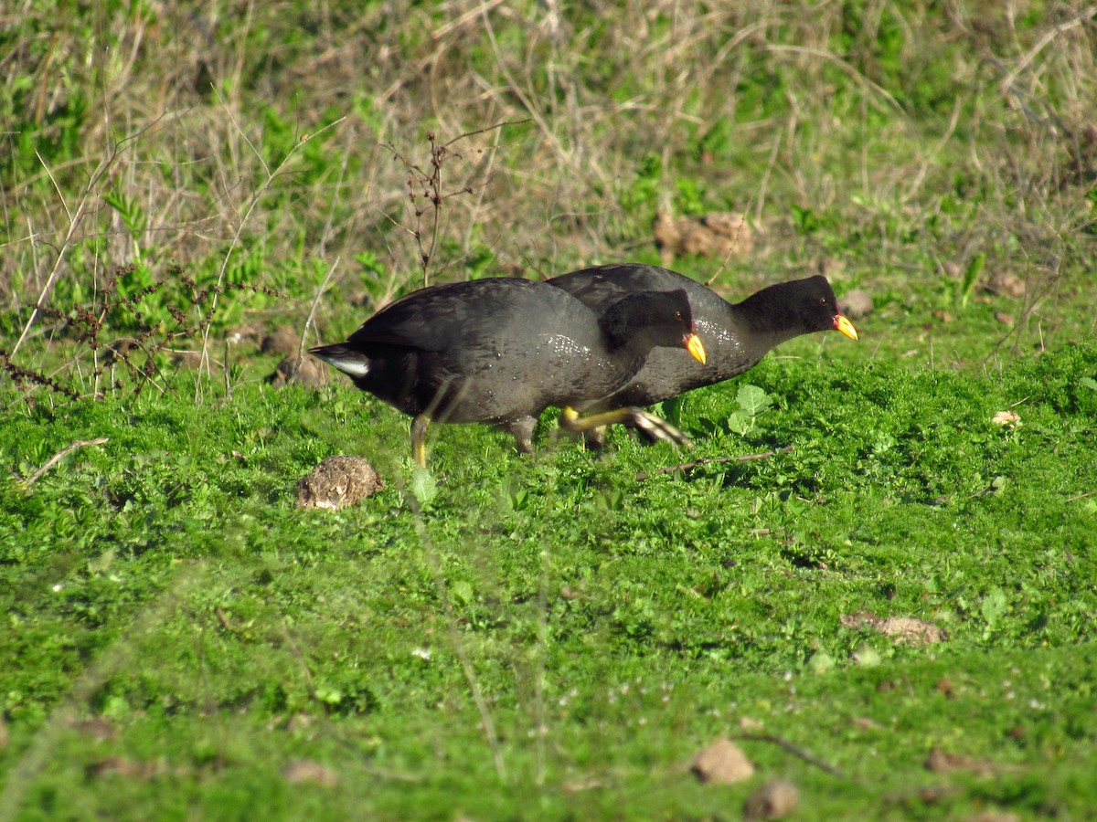 Red-fronted Coot - ML615188447