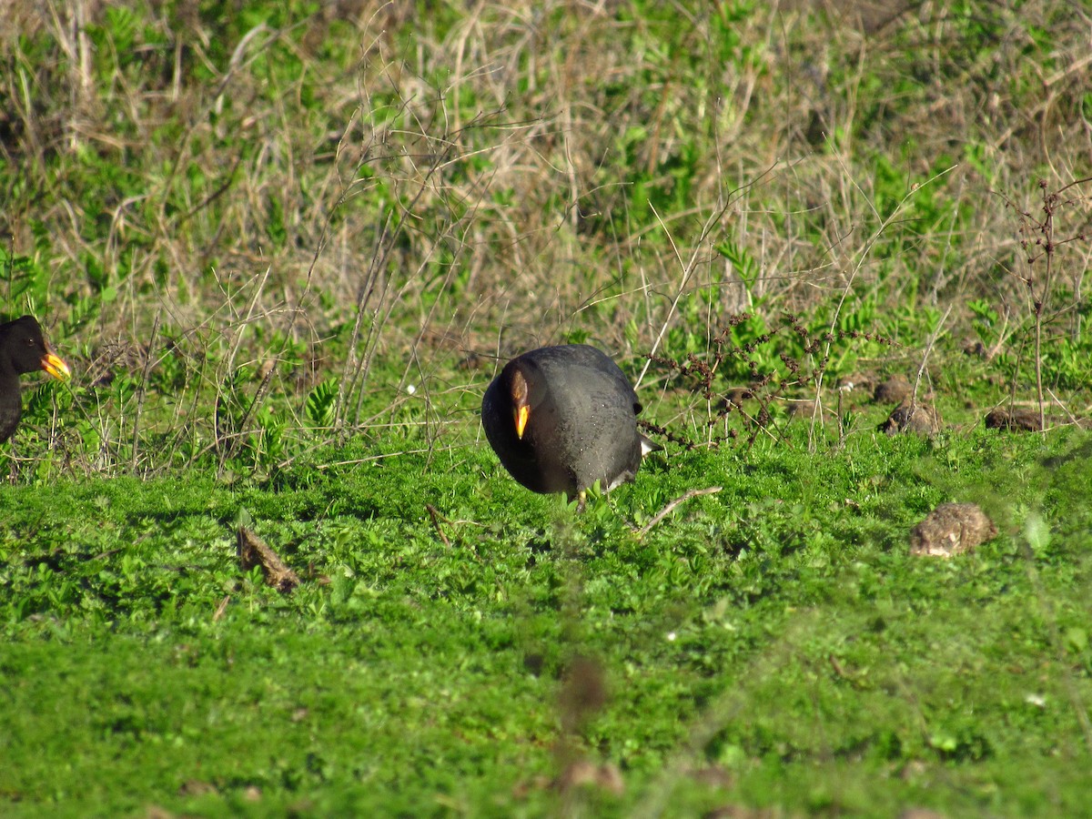 Red-fronted Coot - ML615188449