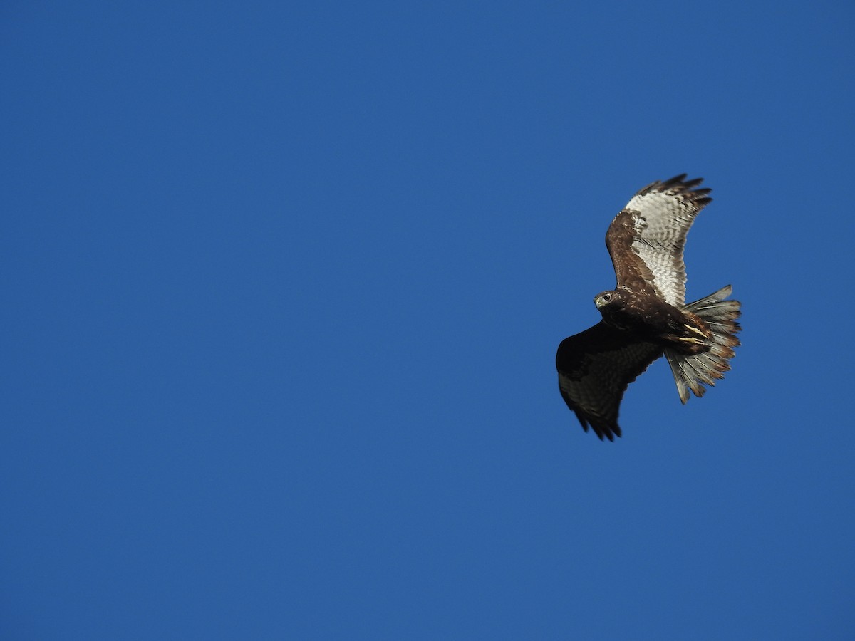 Red-tailed Hawk (Harlan's) - ML615188596