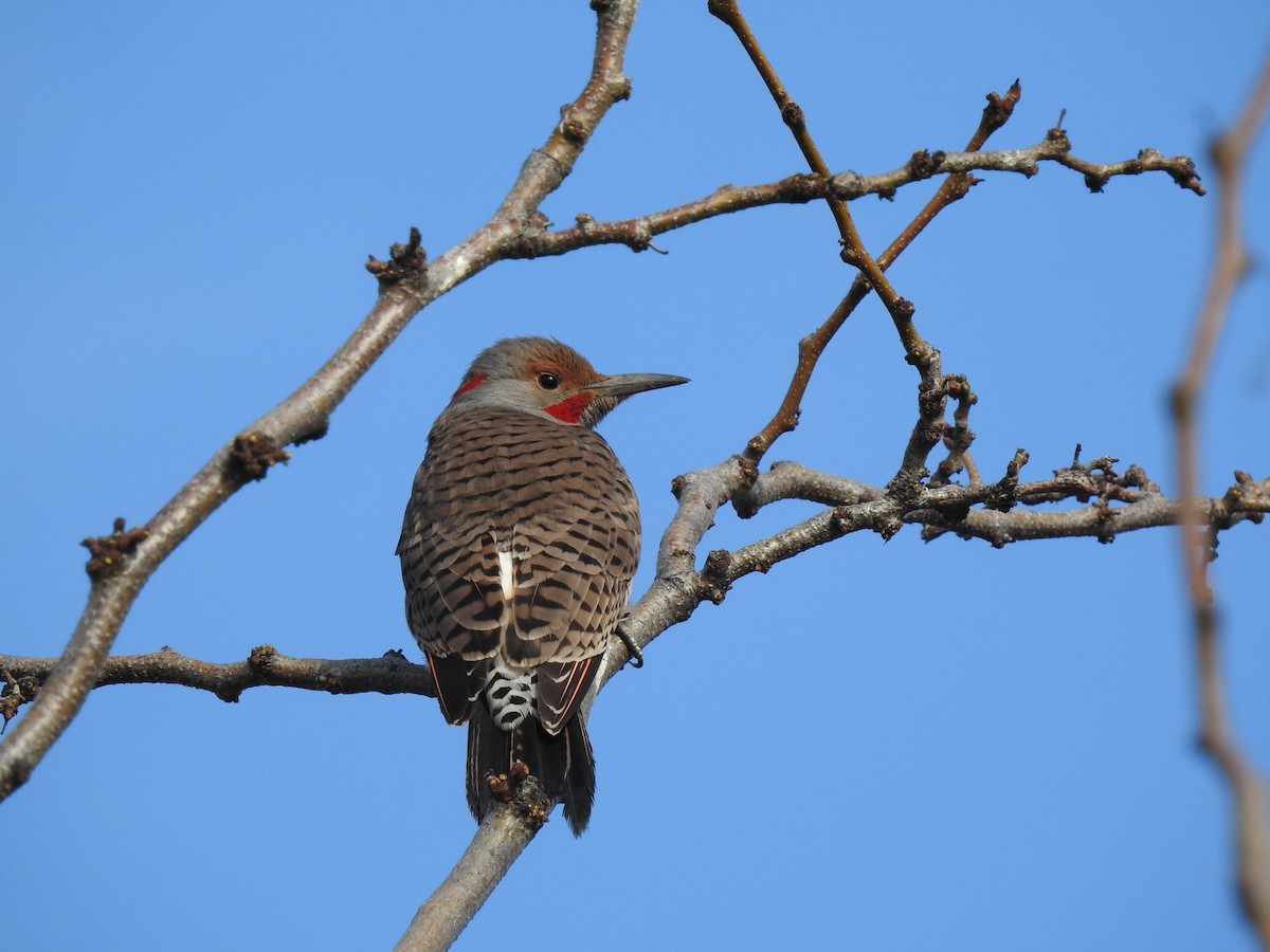 Northern Flicker (Red-shafted) - ML615188606