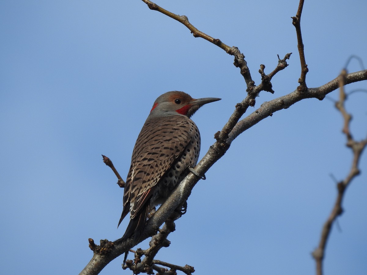 Northern Flicker (Red-shafted) - ML615188607