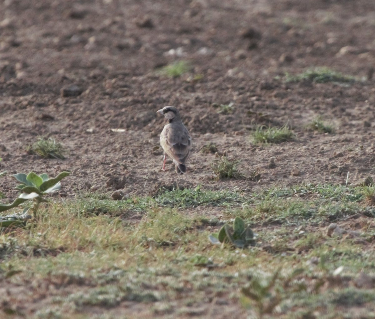 Ashy-crowned Sparrow-Lark - ML61518861