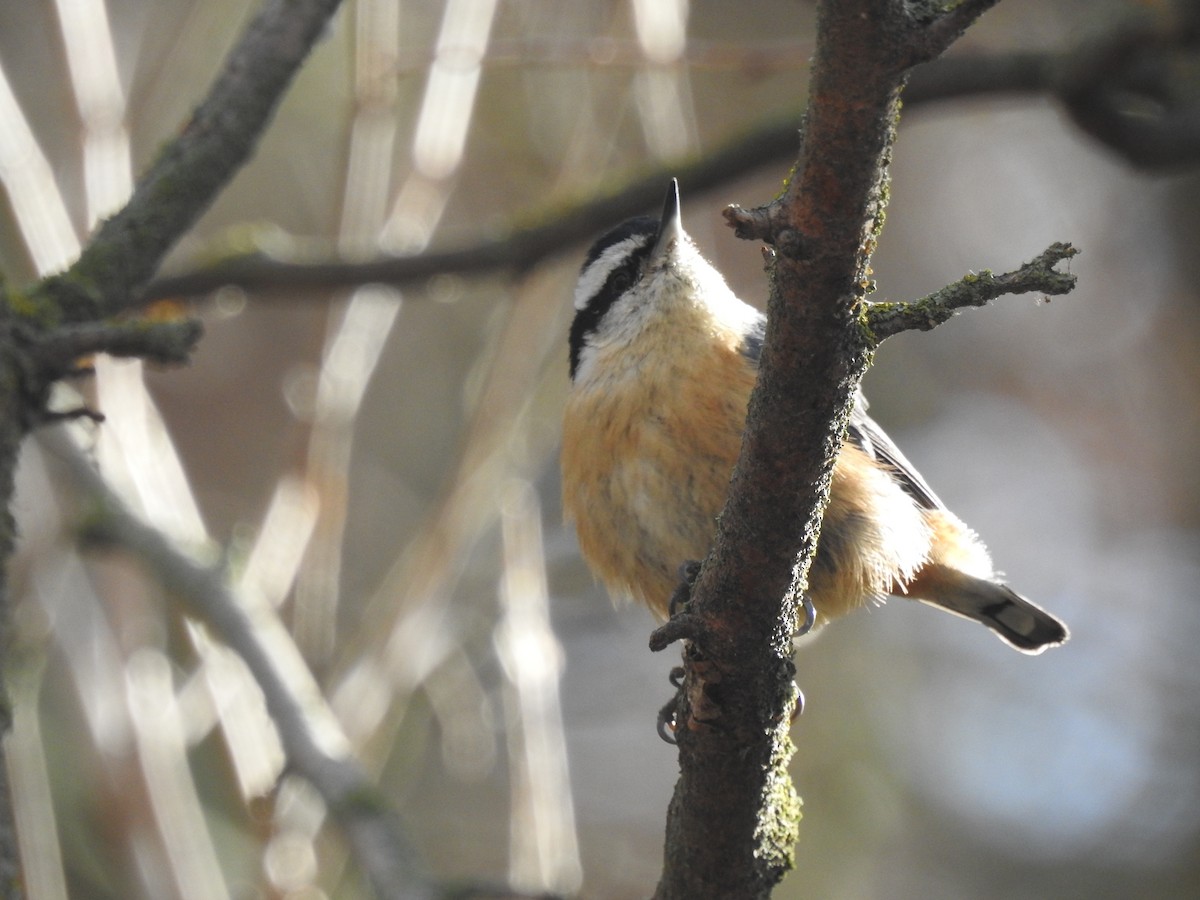 Red-breasted Nuthatch - ML615188615