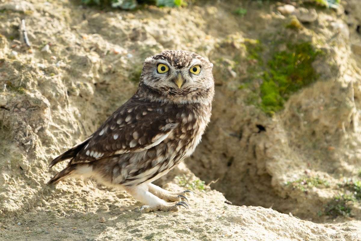 Little Owl - Kike Junco
