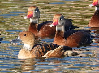 Fulvous Whistling-Duck, ML615188668