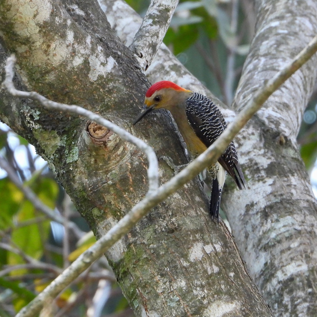 Golden-fronted Woodpecker - ML615188749