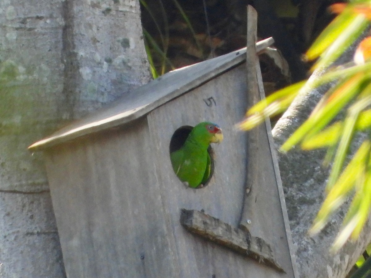 White-fronted Parrot - ML615188756
