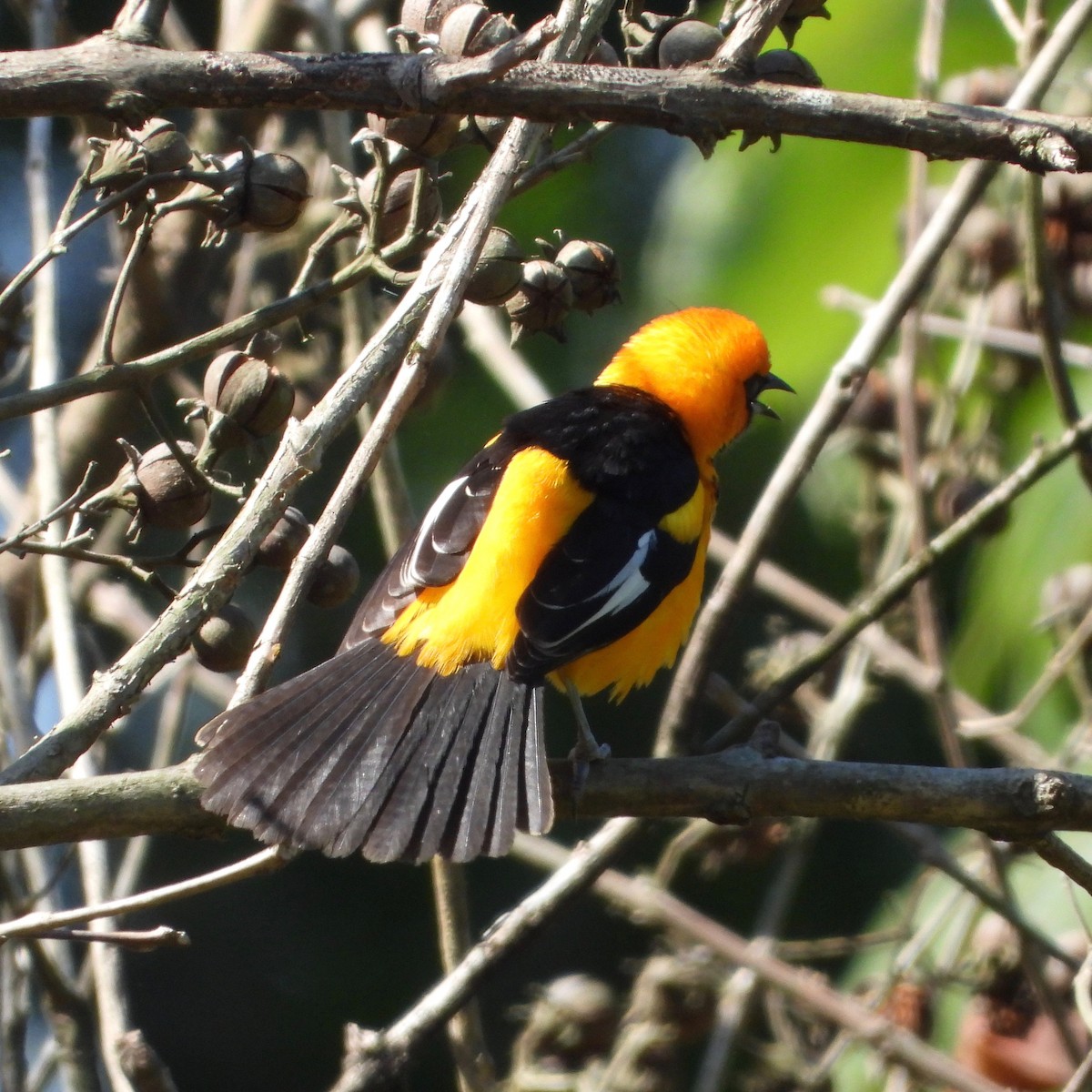 Spot-breasted Oriole - ML615188776