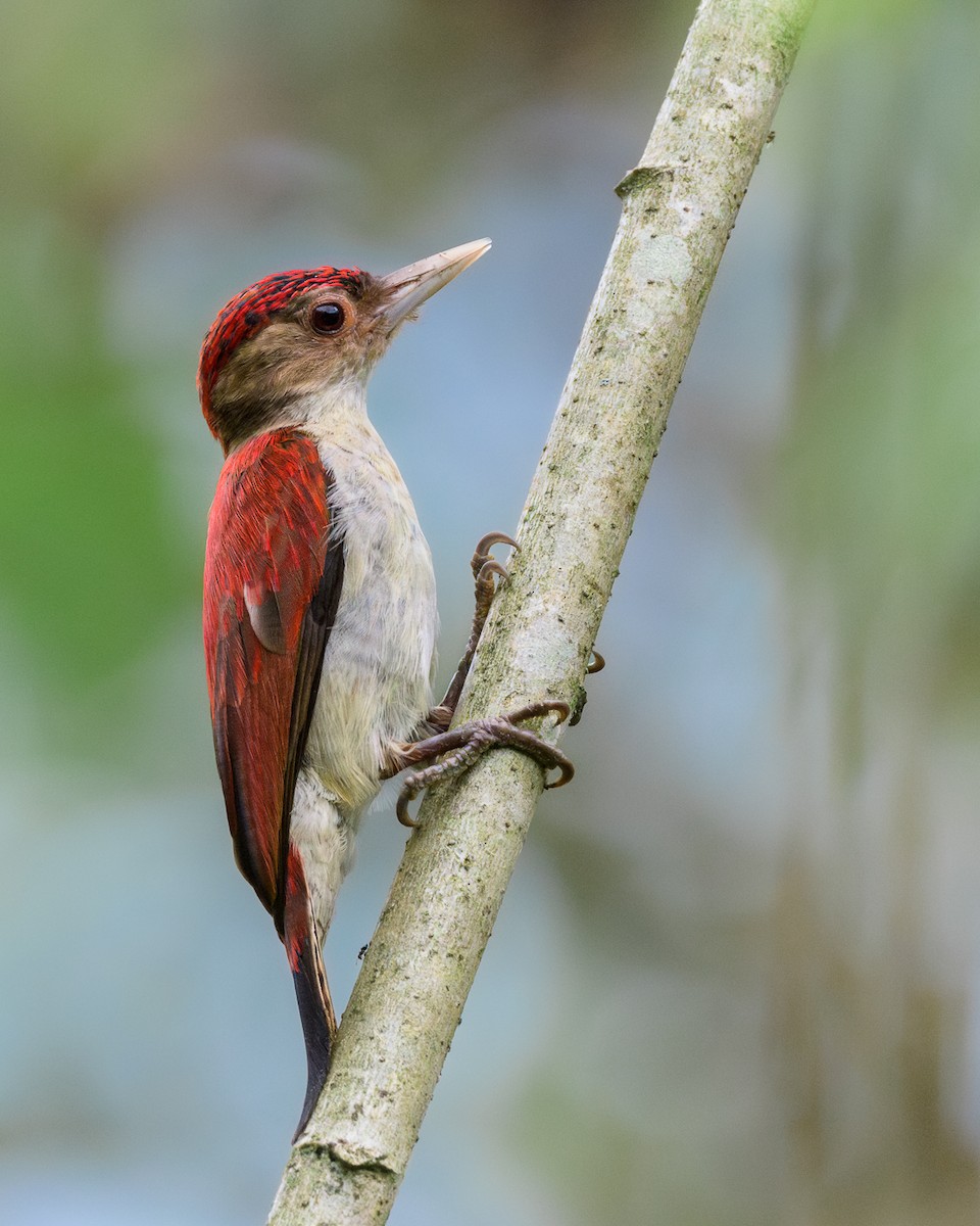 Scarlet-backed Woodpecker - ML615188854