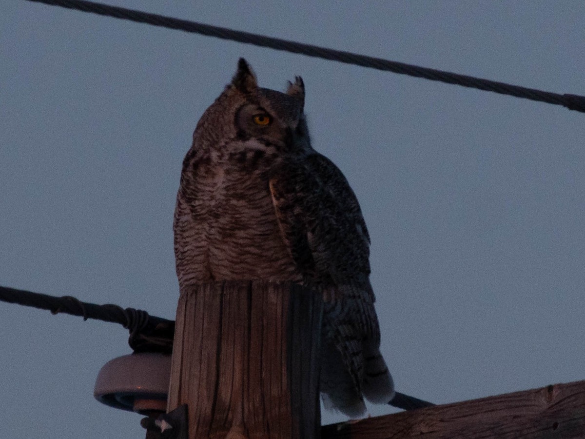 Great Horned Owl - ML615188894