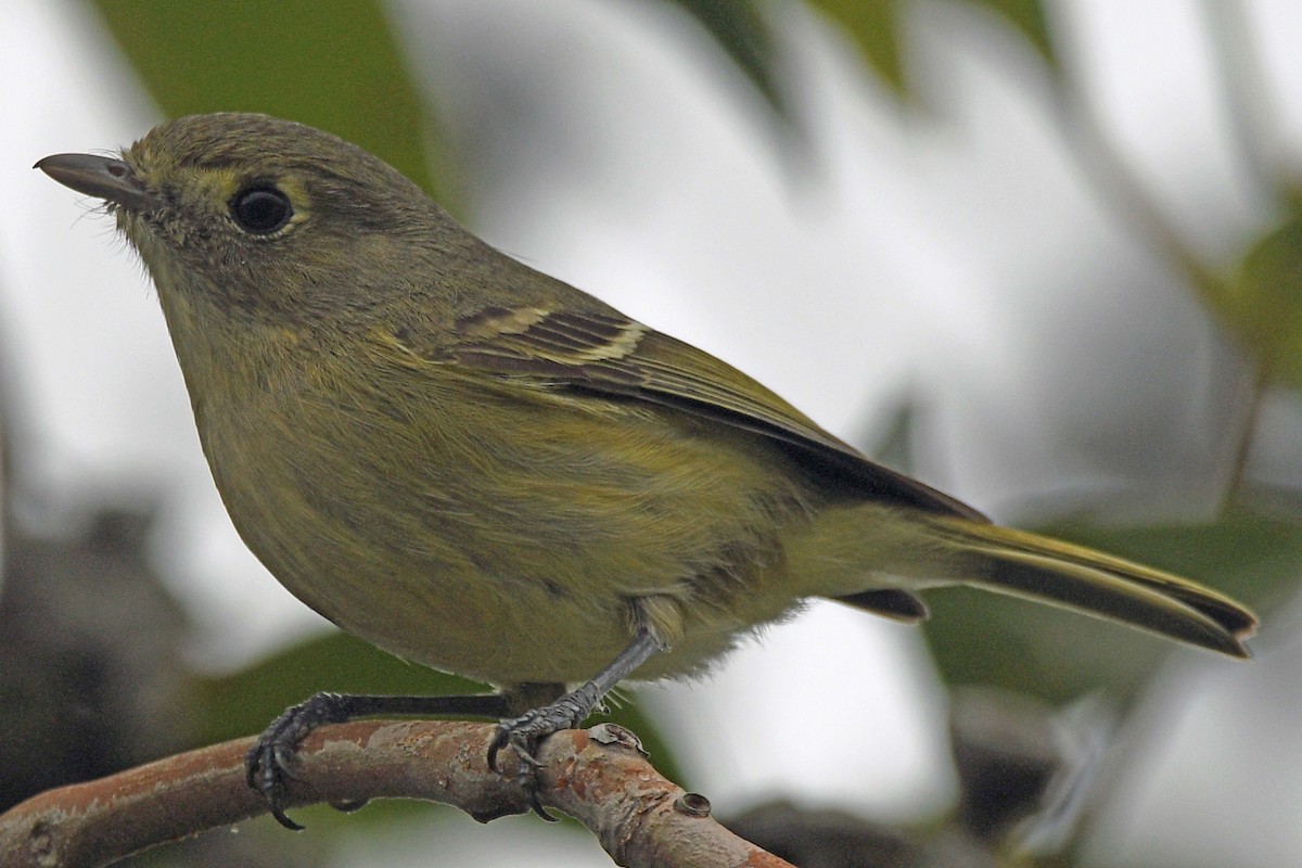 Hutton's Vireo - Timothy Carstens
