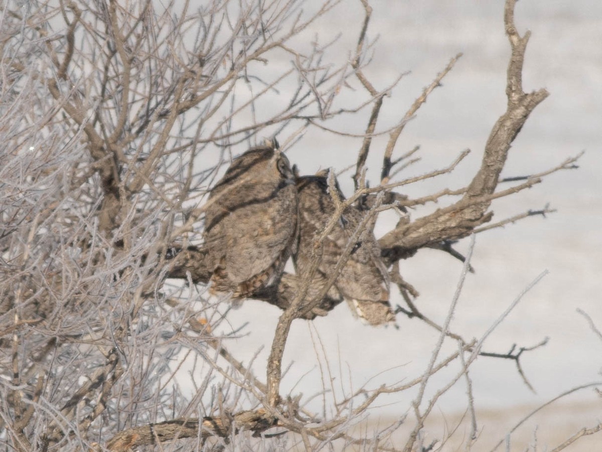 Great Horned Owl - ML615188938