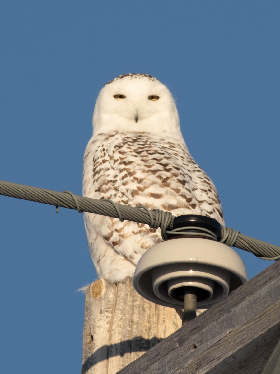 Snowy Owl - ML615189070