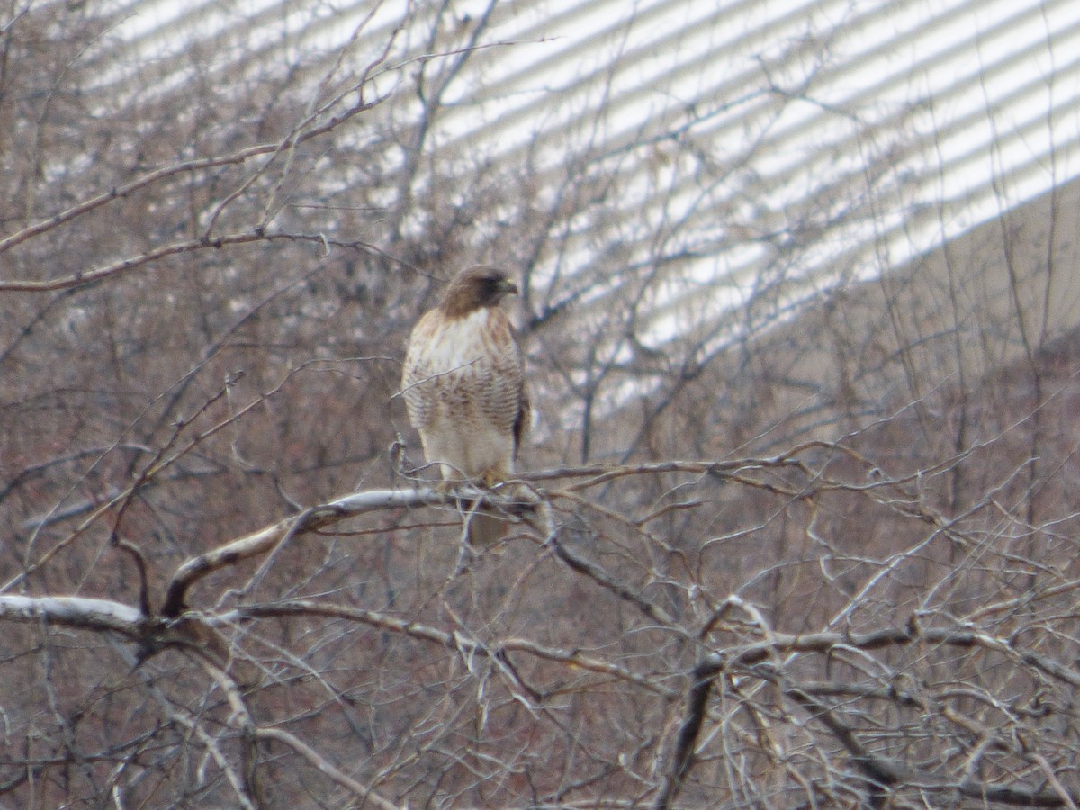 Red-tailed Hawk - ML615189358