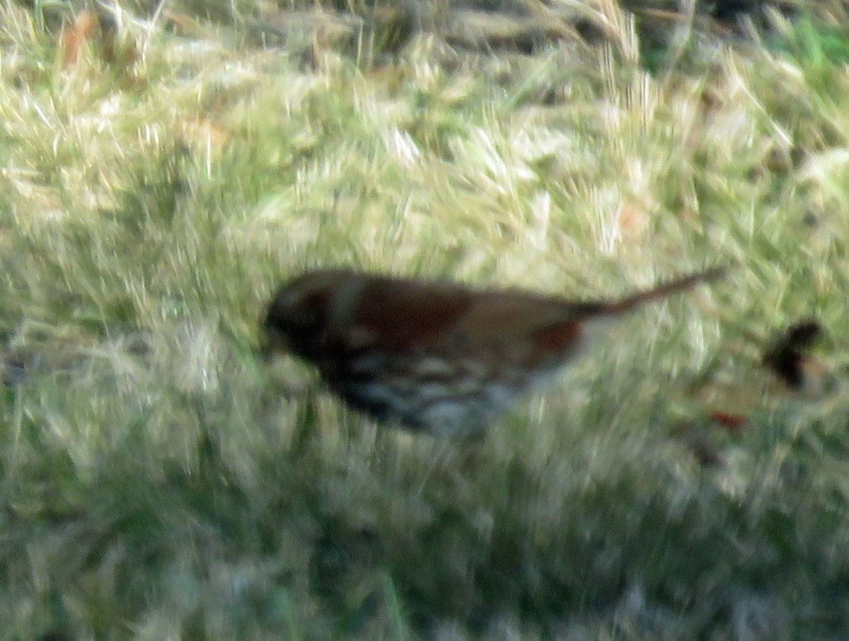Fox Sparrow (Red) - ML615189533