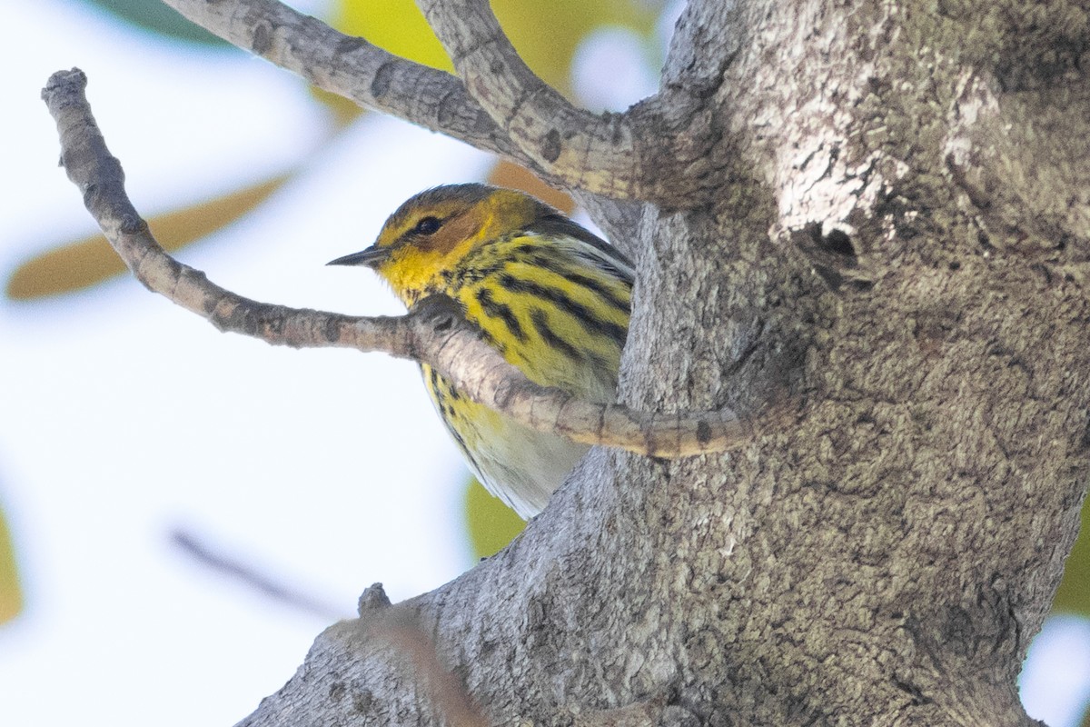 Cape May Warbler - ML615189763