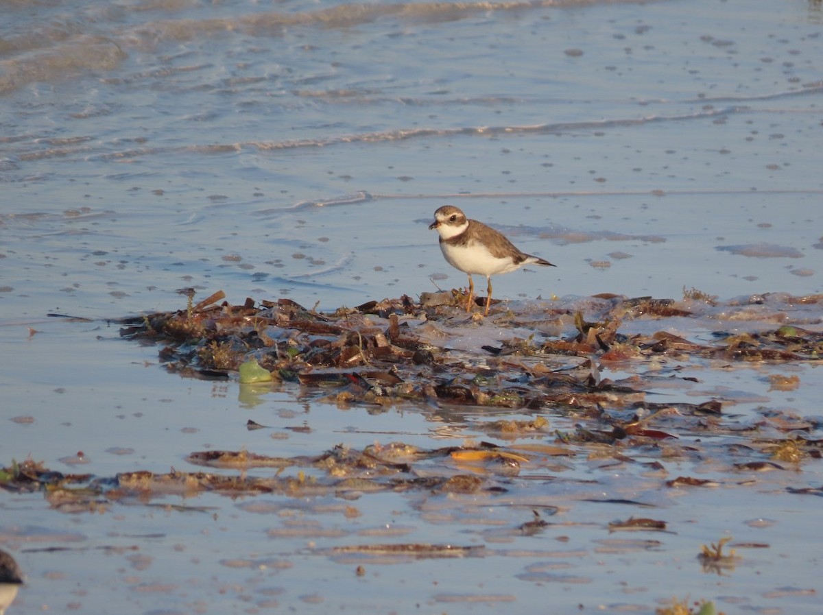 Semipalmated Plover - ML615190006