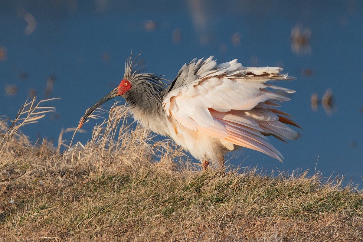 Crested Ibis - ML615190068