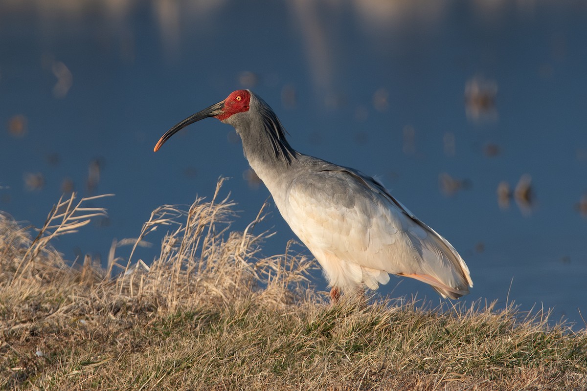 Crested Ibis - ML615190081