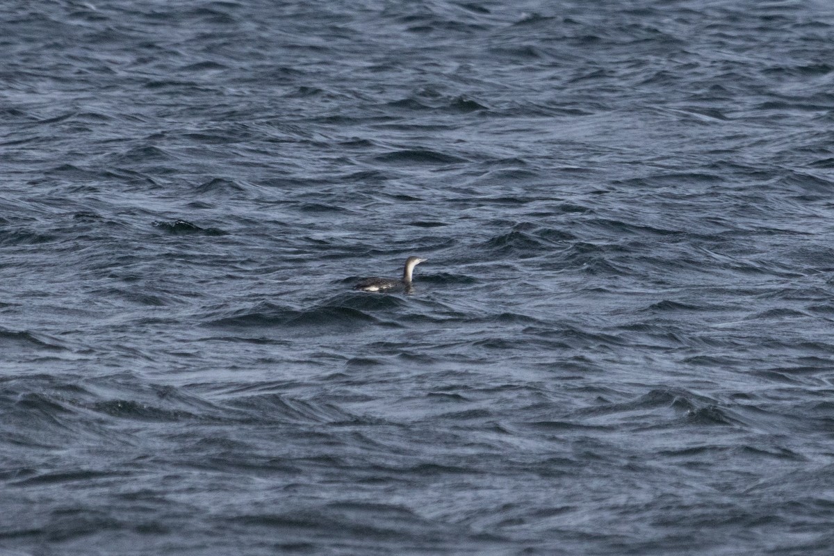 Red-throated Loon - ML615190091