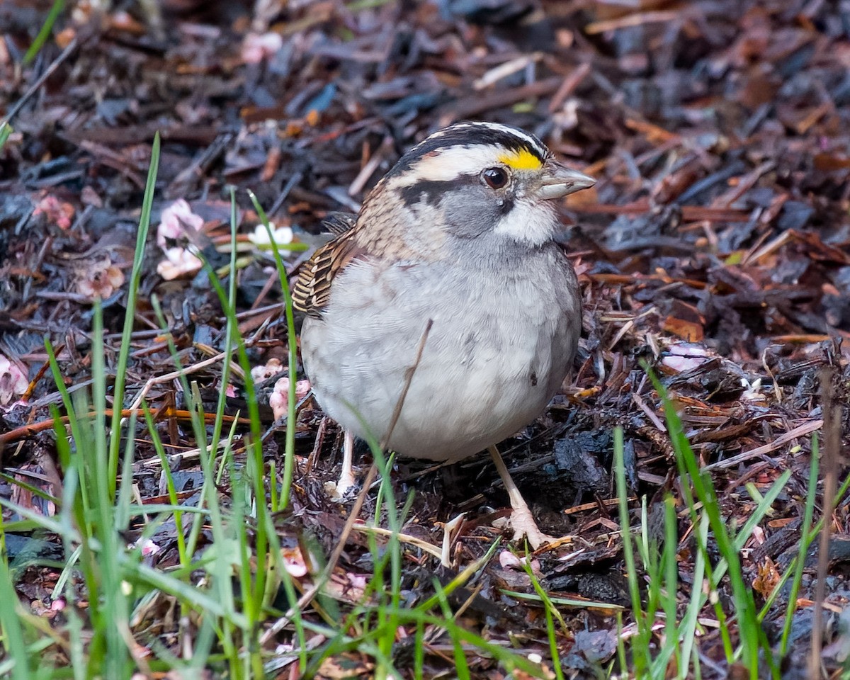 White-throated Sparrow - ML615190102