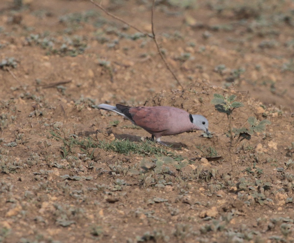 Red Collared-Dove - ML61519011