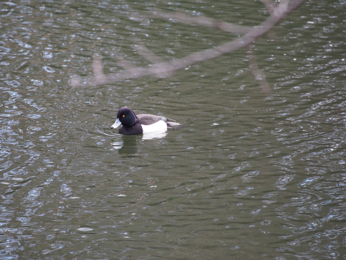 Tufted Duck - ML615190336