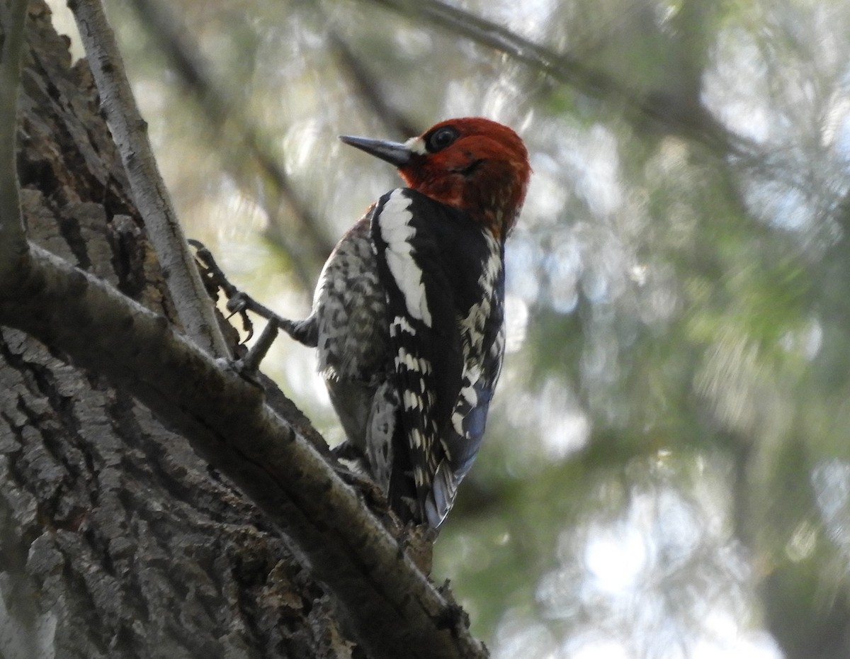 Red-breasted Sapsucker - ML615190466