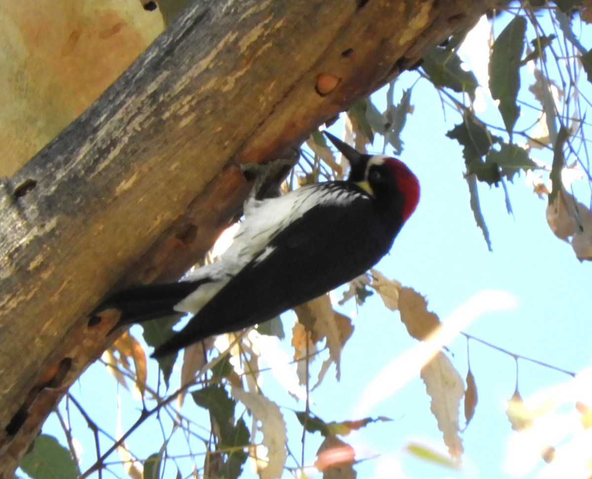 Acorn Woodpecker - ML615190473