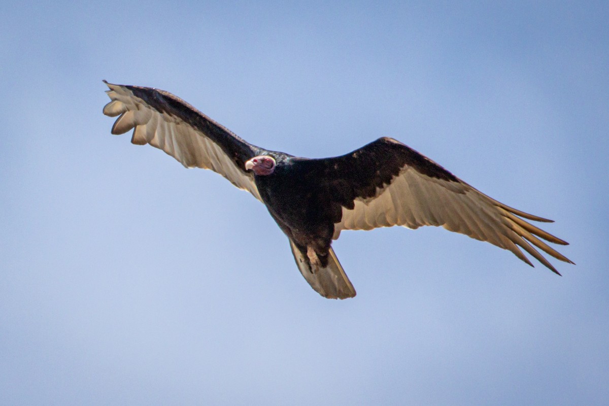 Turkey Vulture - ML615190682