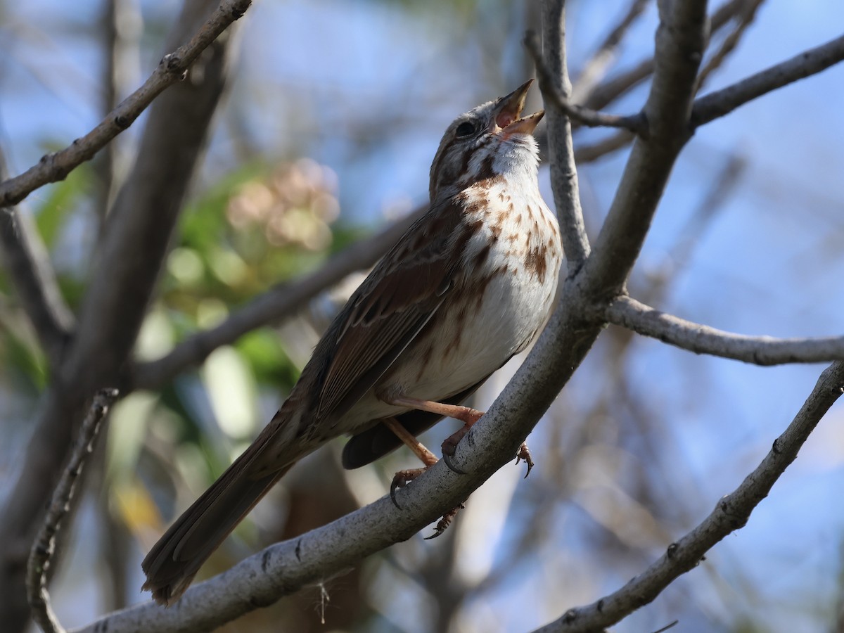 Song Sparrow (fallax Group) - ML615190695