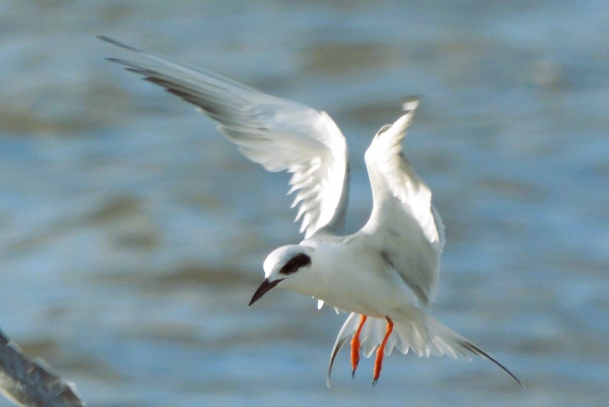Forster's Tern - Marc Bachman