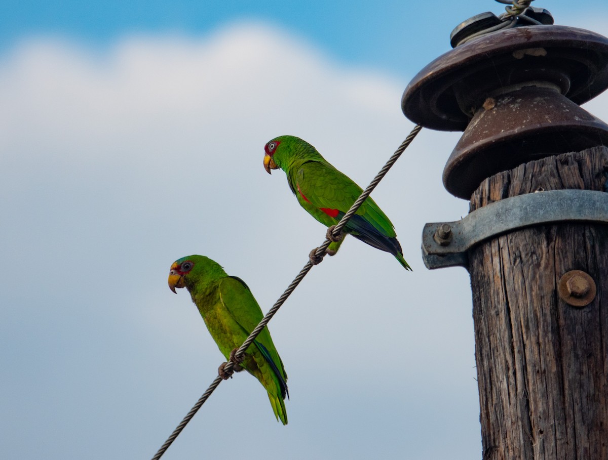 White-fronted Parrot - ML615190742