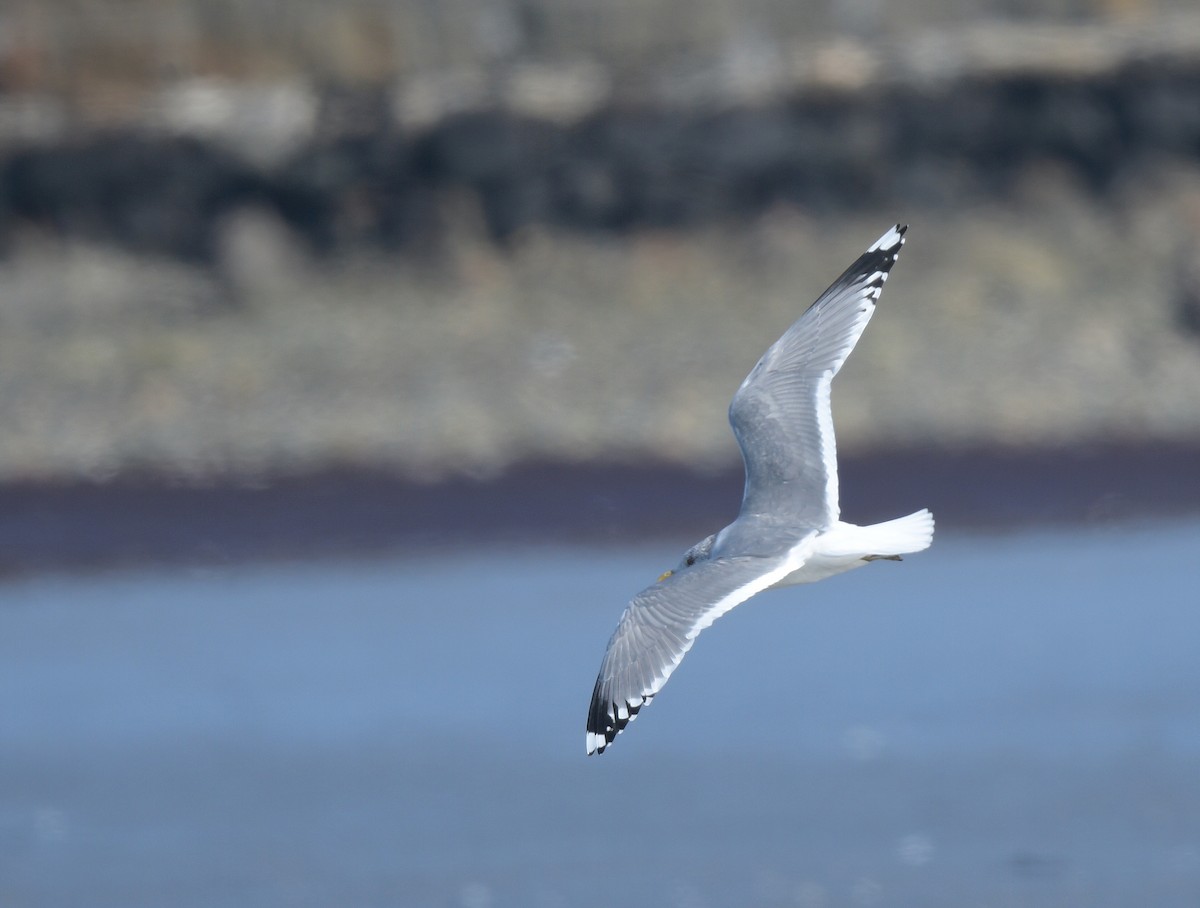 Common Gull (Kamchatka) - David Swain