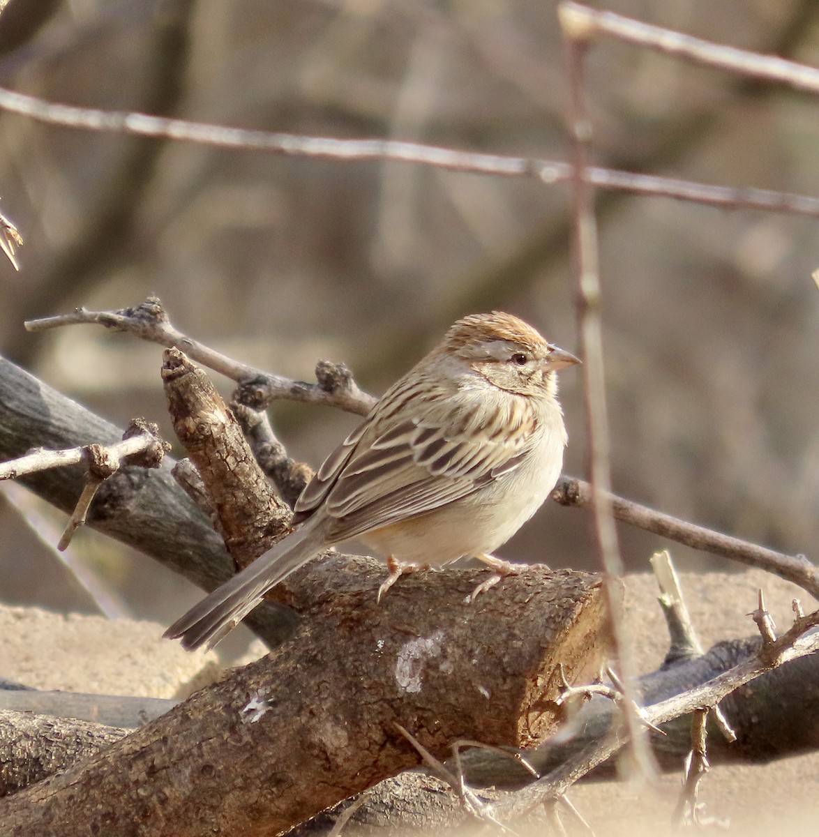 Rufous-winged Sparrow - Justine Hanson
