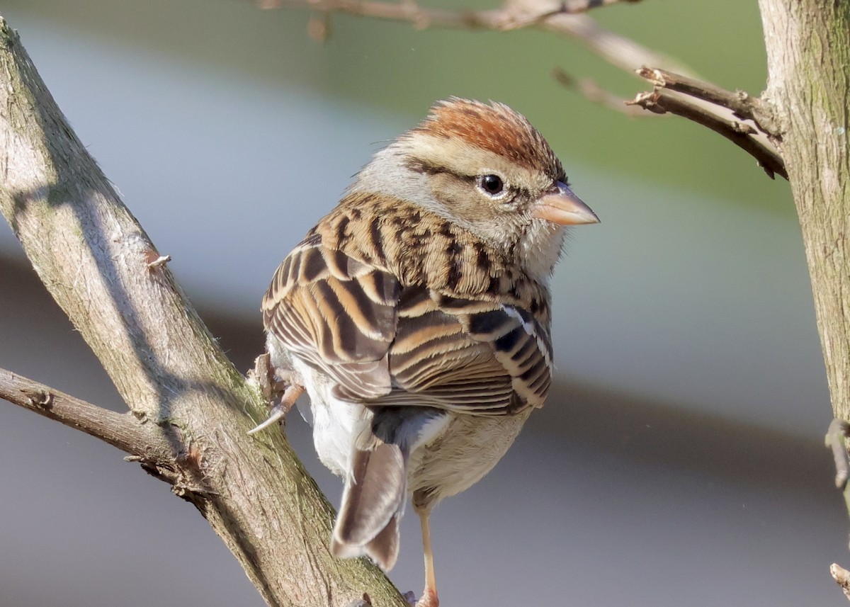 Chipping Sparrow - Jay Carroll